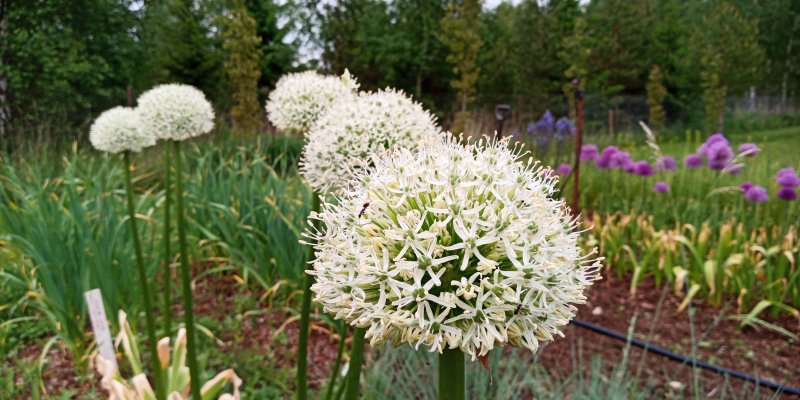 Allium 'Mont Blanc' Lauk TAIMENA